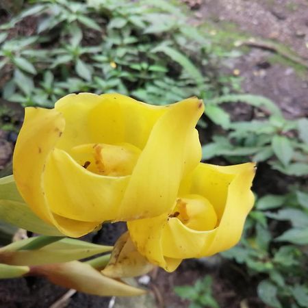 Refugio De Orquideas Villa Oxapampa Dış mekan fotoğraf
