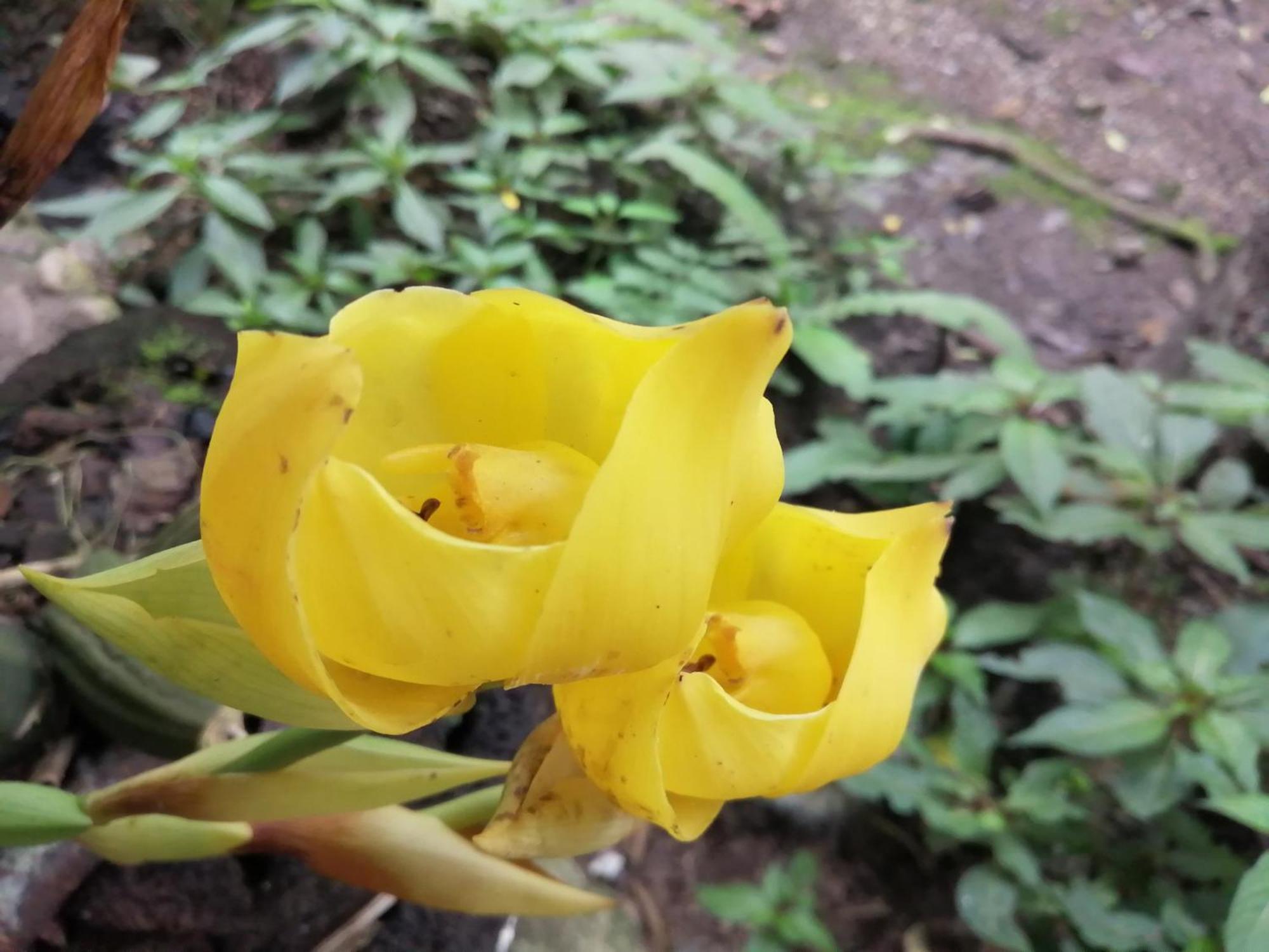 Refugio De Orquideas Villa Oxapampa Dış mekan fotoğraf