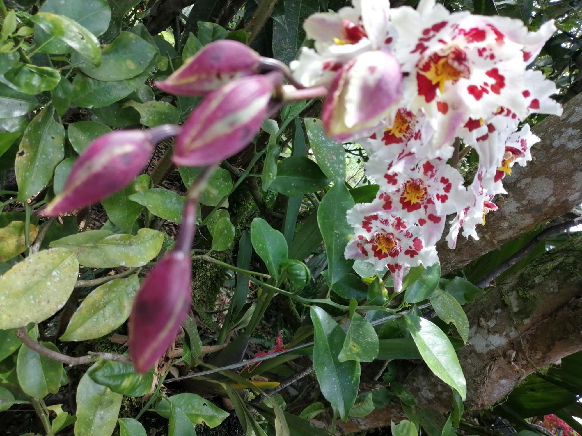 Refugio De Orquideas Villa Oxapampa Dış mekan fotoğraf