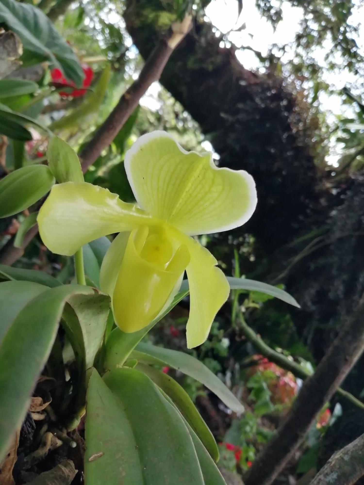 Refugio De Orquideas Villa Oxapampa Dış mekan fotoğraf