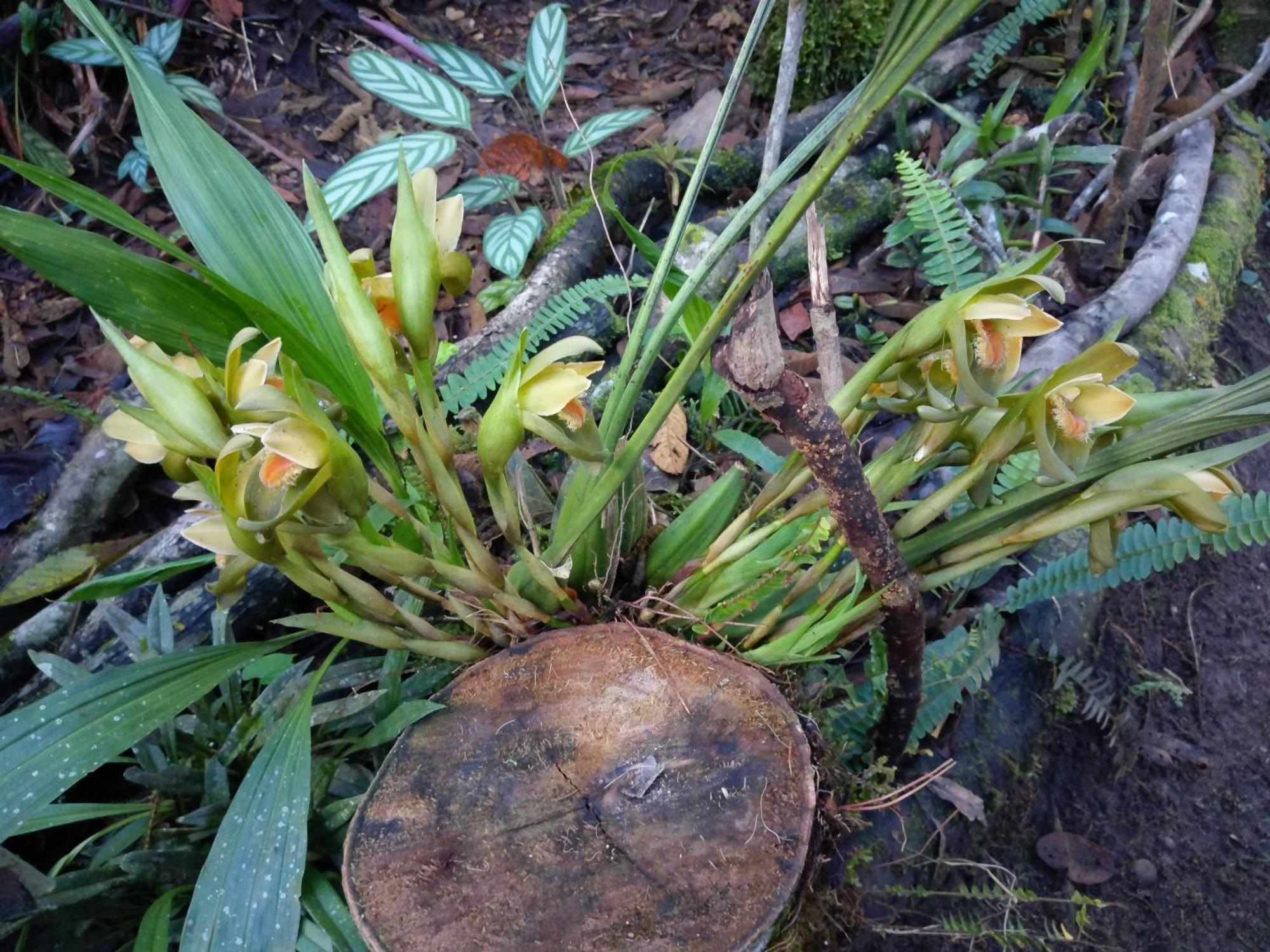 Refugio De Orquideas Villa Oxapampa Dış mekan fotoğraf