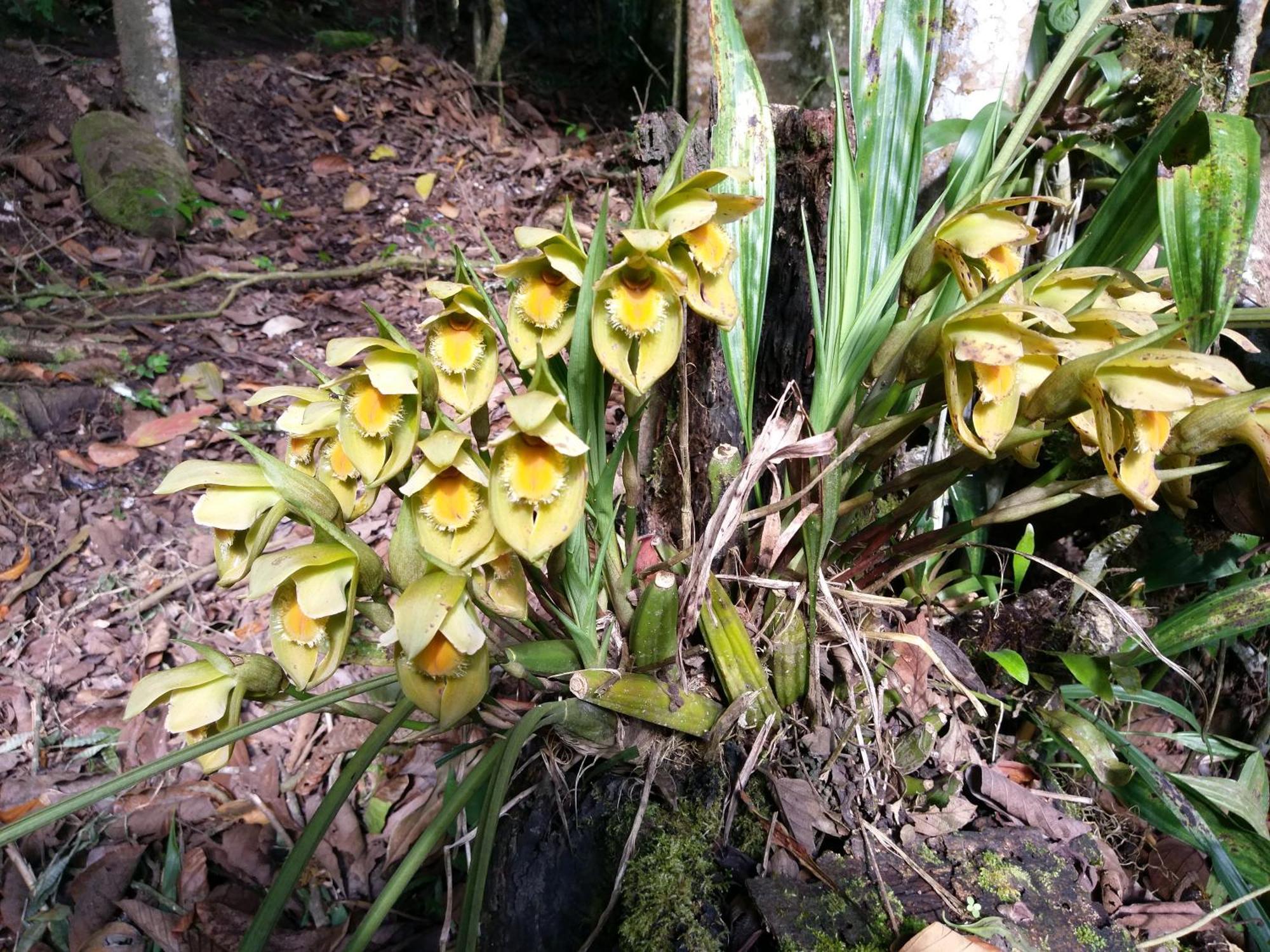 Refugio De Orquideas Villa Oxapampa Dış mekan fotoğraf