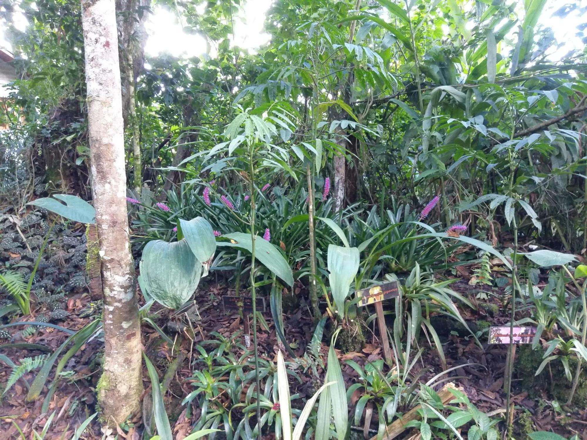 Refugio De Orquideas Villa Oxapampa Dış mekan fotoğraf