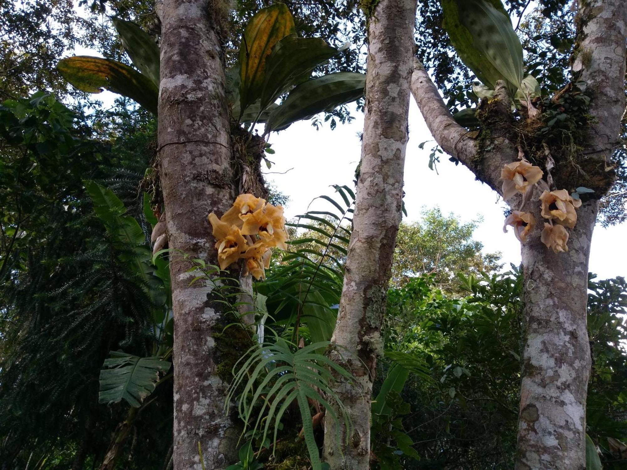 Refugio De Orquideas Villa Oxapampa Dış mekan fotoğraf