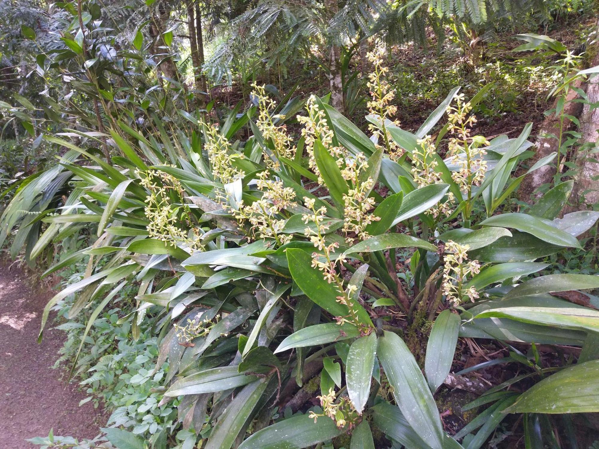 Refugio De Orquideas Villa Oxapampa Dış mekan fotoğraf