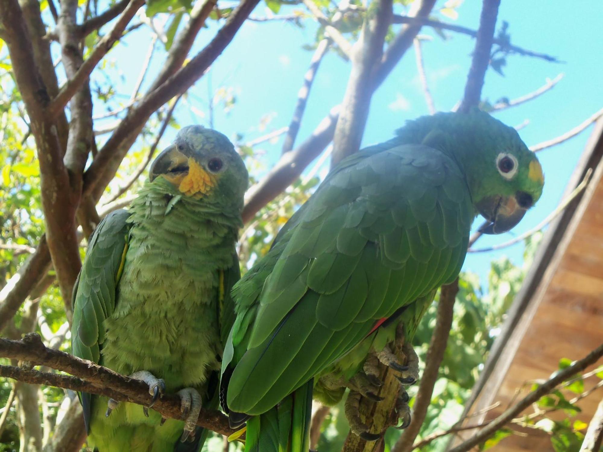 Refugio De Orquideas Villa Oxapampa Dış mekan fotoğraf