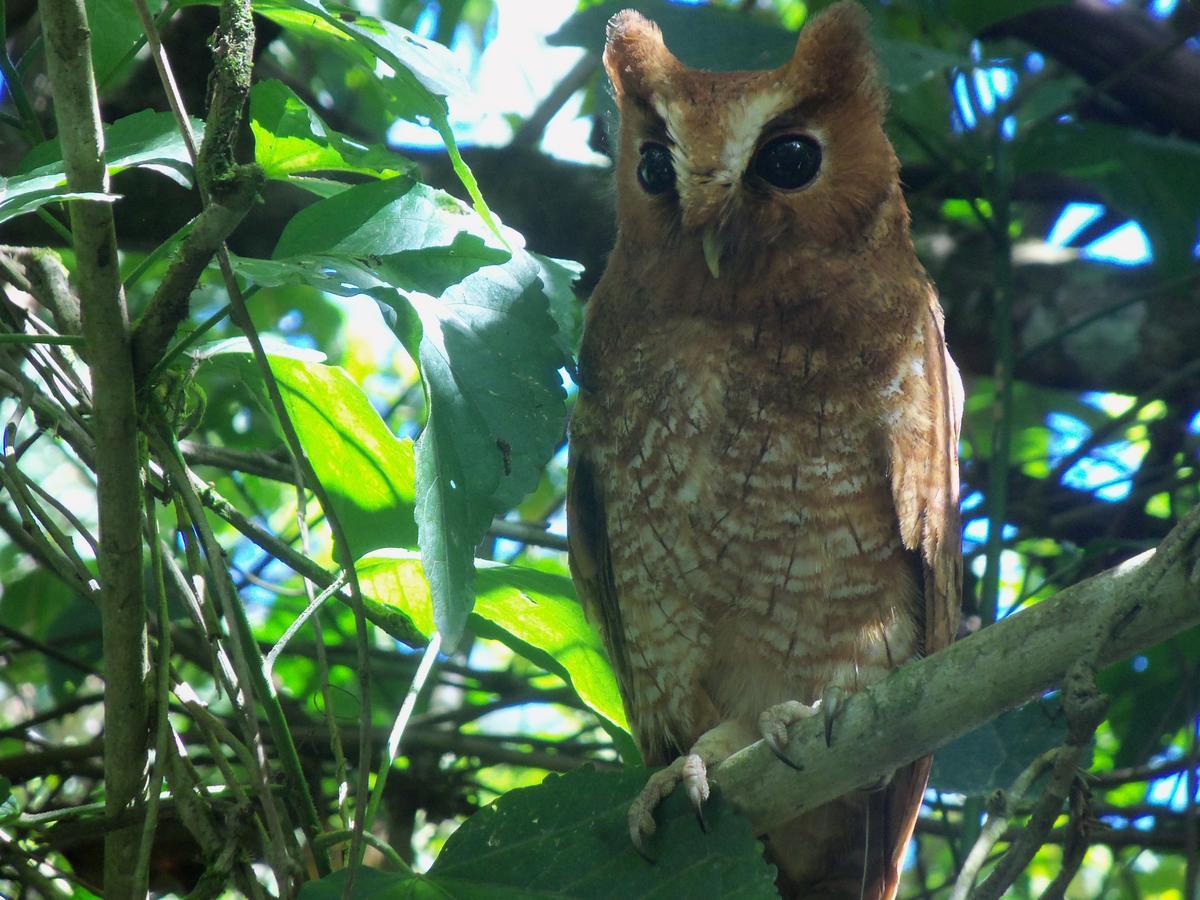 Refugio De Orquideas Villa Oxapampa Dış mekan fotoğraf