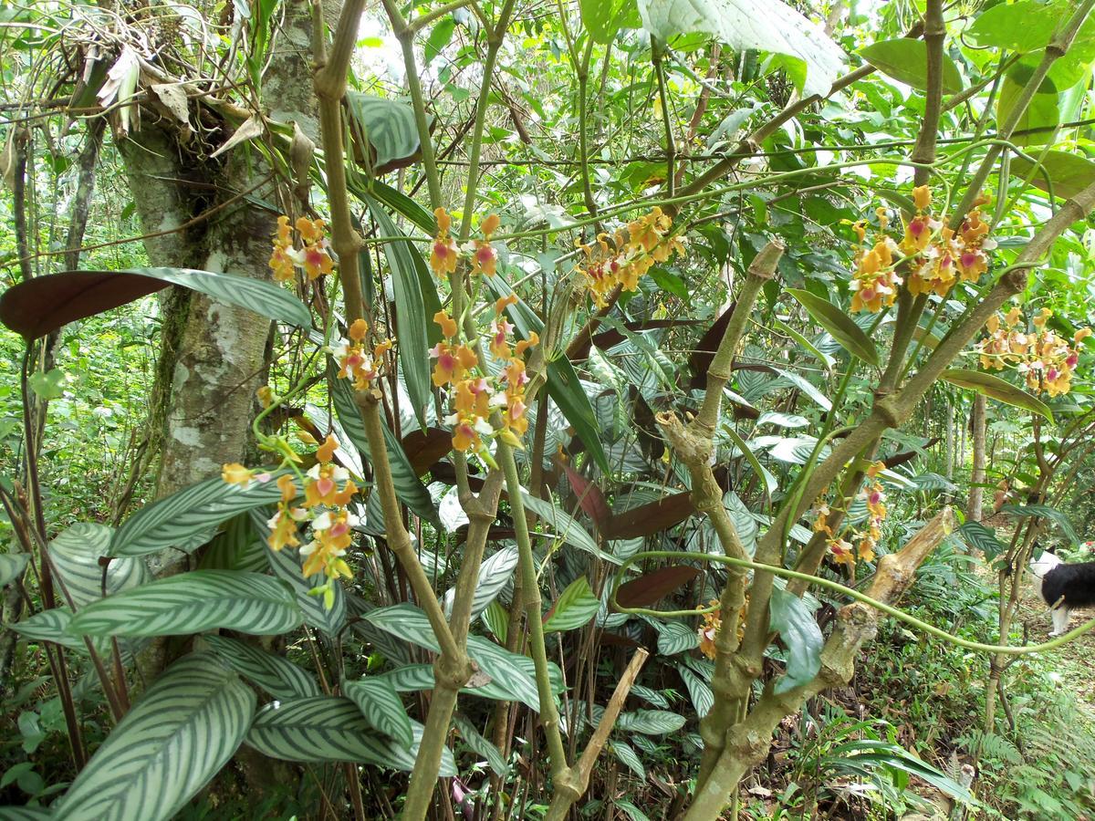 Refugio De Orquideas Villa Oxapampa Dış mekan fotoğraf