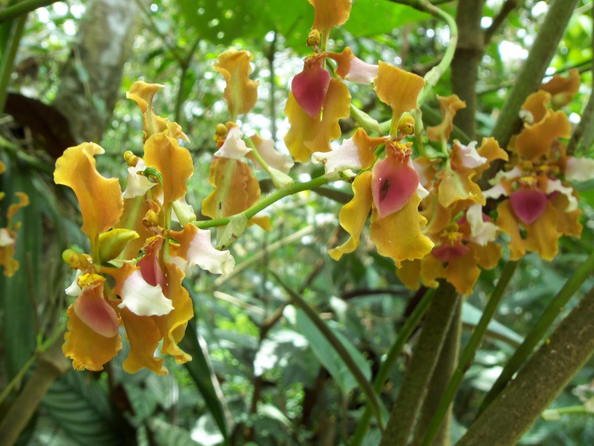 Refugio De Orquideas Villa Oxapampa Dış mekan fotoğraf