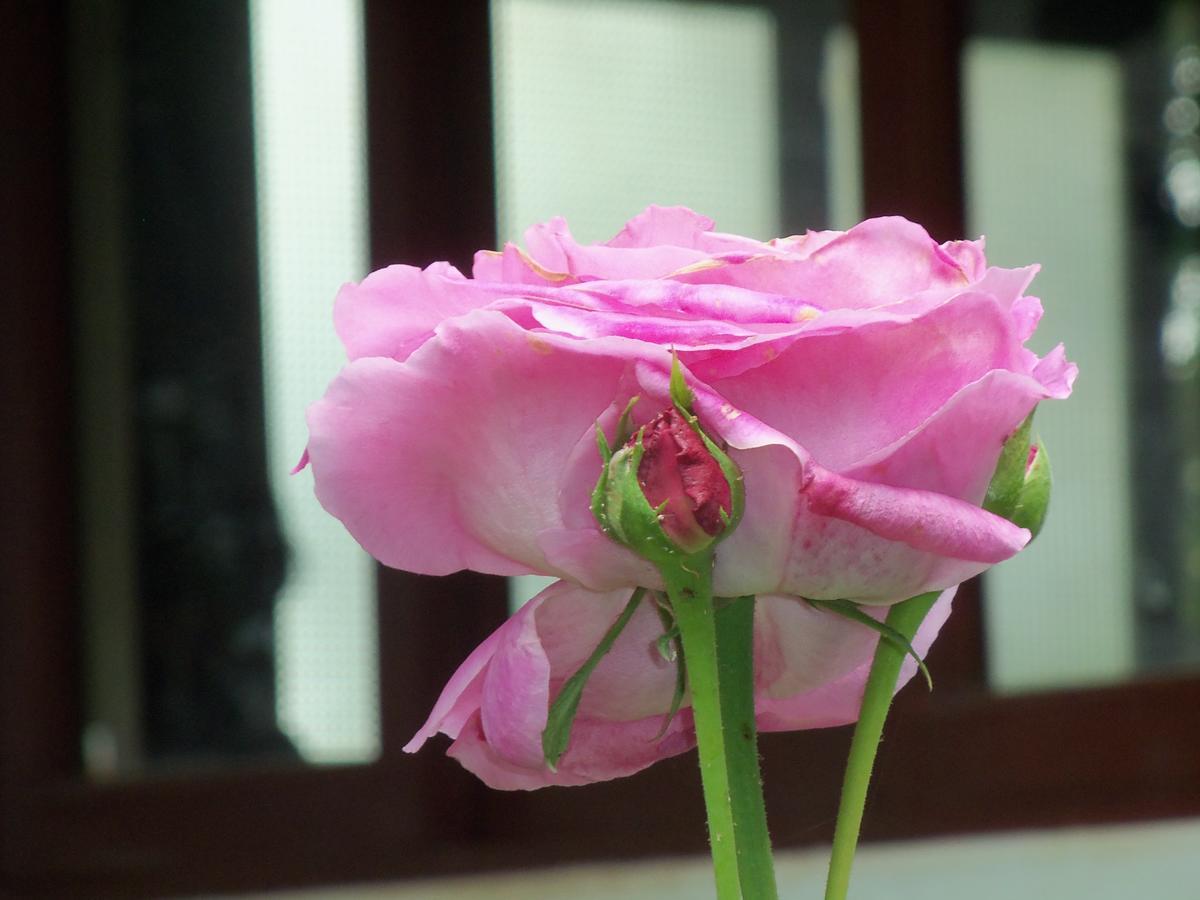 Refugio De Orquideas Villa Oxapampa Dış mekan fotoğraf
