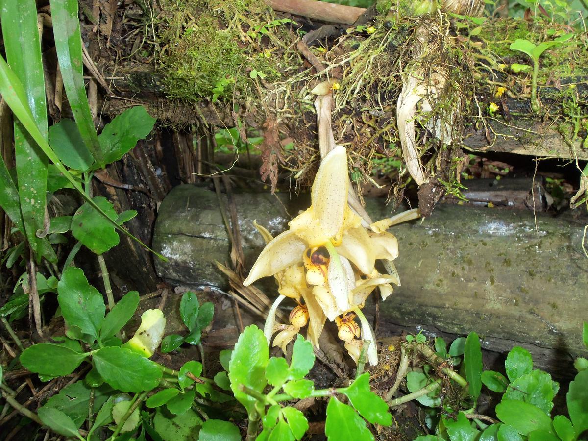 Refugio De Orquideas Villa Oxapampa Dış mekan fotoğraf